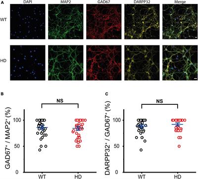 Altered exocytosis of inhibitory synaptic vesicles at single presynaptic terminals of cultured striatal neurons in a knock-in mouse model of Huntington’s disease